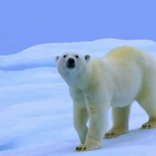 记录自然与人类变化的《北极熊的全球温室化之旅》即将登陆中国